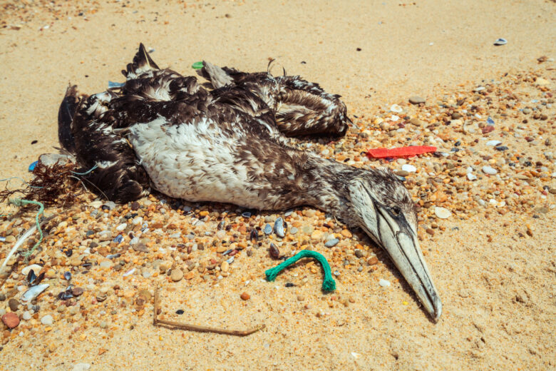 Ave morta em decorrência do uso irregular de praias e oceanos