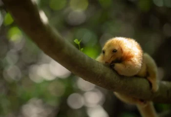 Encontrado no Delta do Piauí, pequeno tamanduá vira símbolo de preservação de manguezais