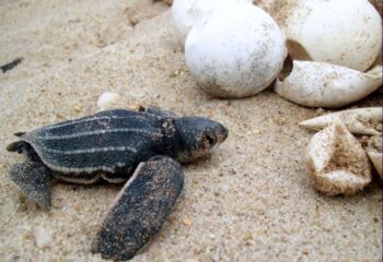 Litoral do Piauí é berçário para três das cinco espécies de tartarugas no país