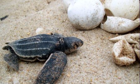 Litoral do Piauí é berçário para três das cinco espécies de tartarugas no país