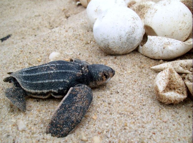 Litoral do Piauí é berçário para três das cinco espécies de tartarugas no país