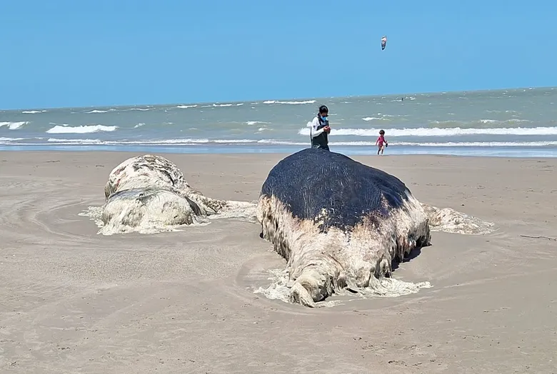 Baleia encalhada na praia 