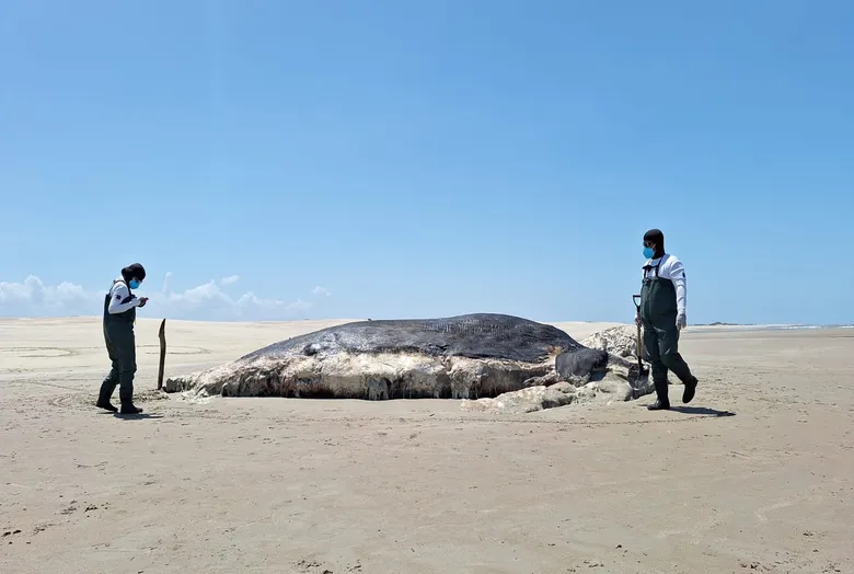 Dia Mundial da Baleia: conservação e equilíbrio marinho