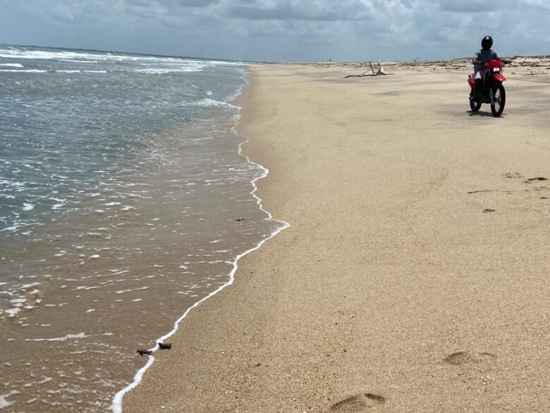 Tartaruga filhote indo para o mar.