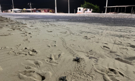 Luz artificial é causa da morte de quase 50 filhotes de tartarugas na praia Peito de Moça